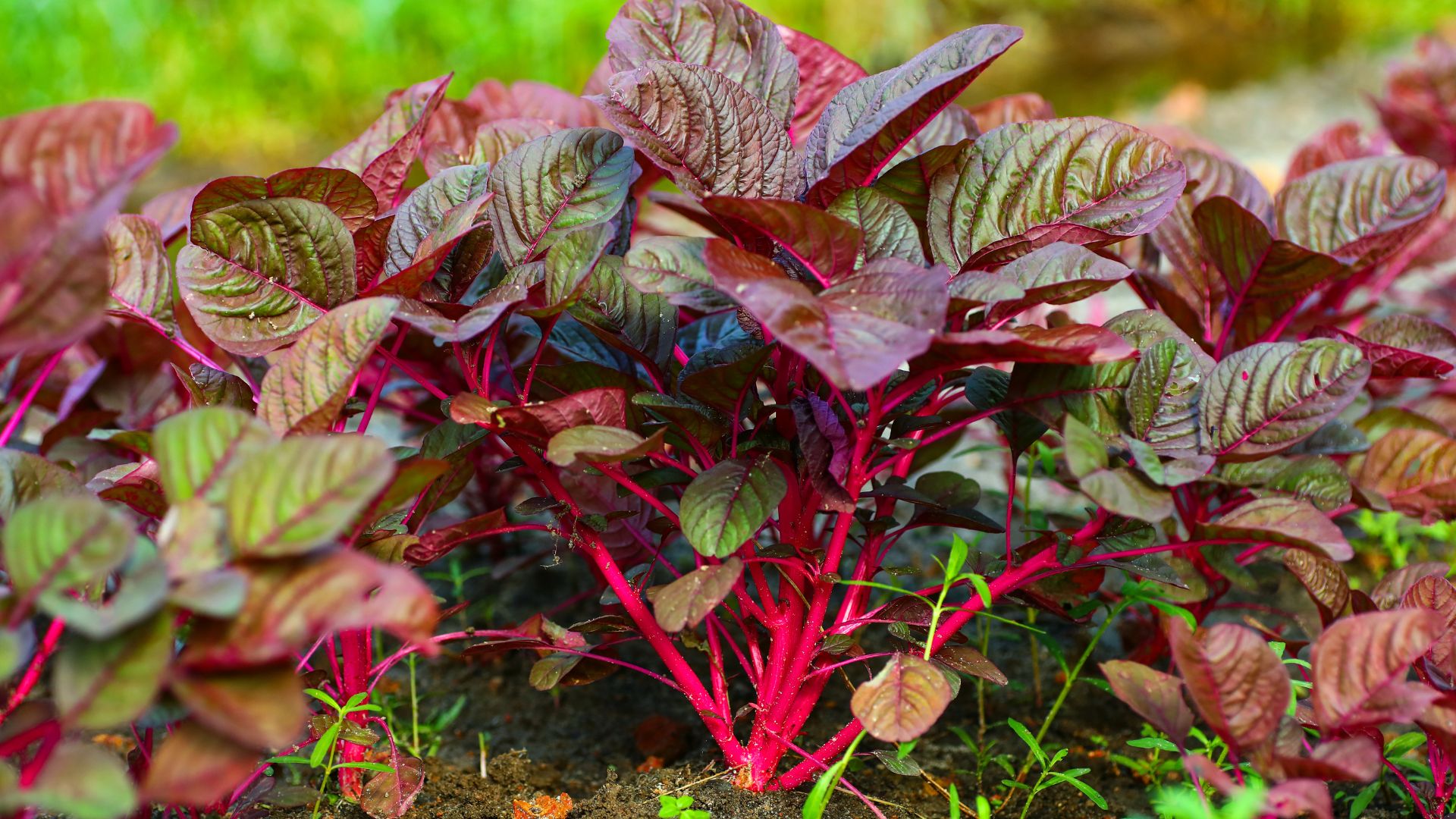 Loại rau nhiều sắt hơn thịt bò, người Trung Quốc quý như “vàng”: Mọc đầy Việt Nam- Ảnh 1.