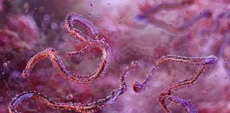 Loài virus gây tỷ lệ t-ửvong đến 80% lại bùng phát