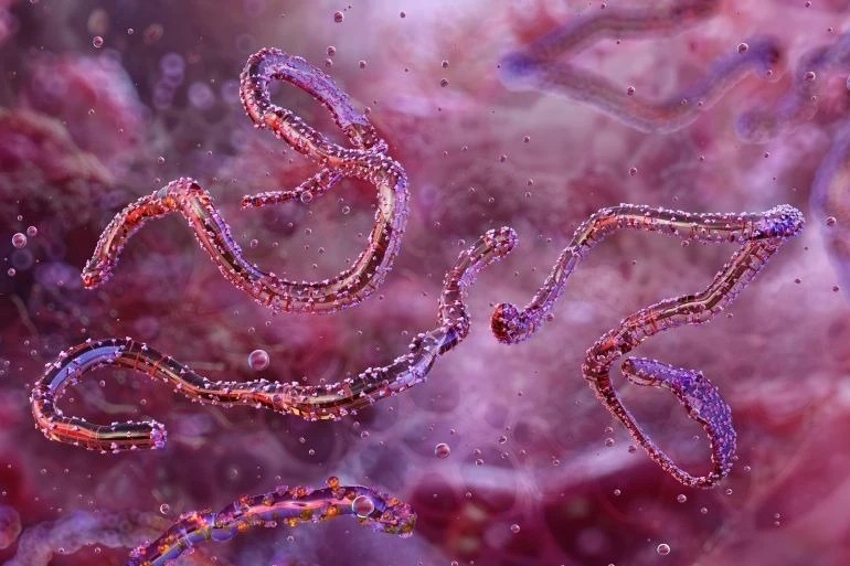 Loài virus gây tỷ lệ mất mạng đến 80% lại bùng phát- Ảnh 1.