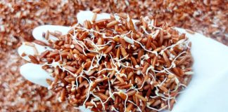 4 loại thực phẩm mọc mầm còn tốt hơn bình thường, nhiều người không biết đem vứt bỏ