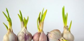 4 thực phẩm nảy mầm cực kỳ bổ dưỡng: Ai không biết vứt đi, cực kỳ lãng phí