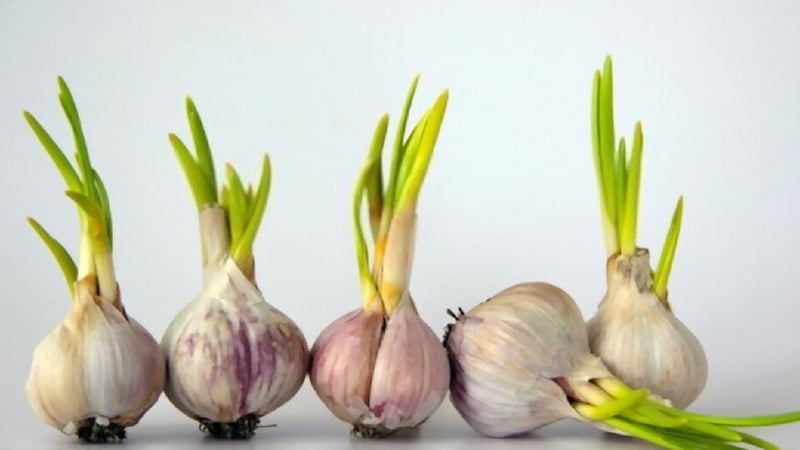 Tỏi mọc mầm cực kỳ tố cho sức khỏe
