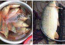 Người bán hàng tiết lộ cách phân biệt cá chép tự nhiên với chép nuôi công nghiệp: Nhìn 1 điểm là biết