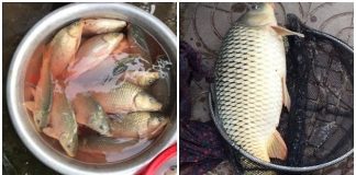 Người bán hàng tiết lộ cách phân biệt cá chép tự nhiên với chép nuôi công nghiệp: Nhìn 1 điểm là biết