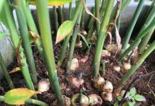 Mẹo trồng Gừng tại nhà cho củ to mập, ăn quanh năm không hết