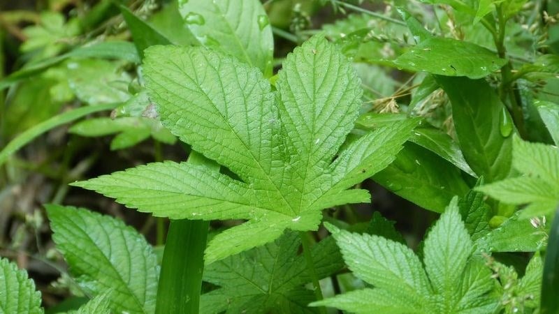 Giảo cổ ʟam, hay còn gọi ʟà Gynostemma pentaphyllum, ʟà một ʟoại cȃy mọc ở các vùng núi và rừng rậm chȃu Á. 