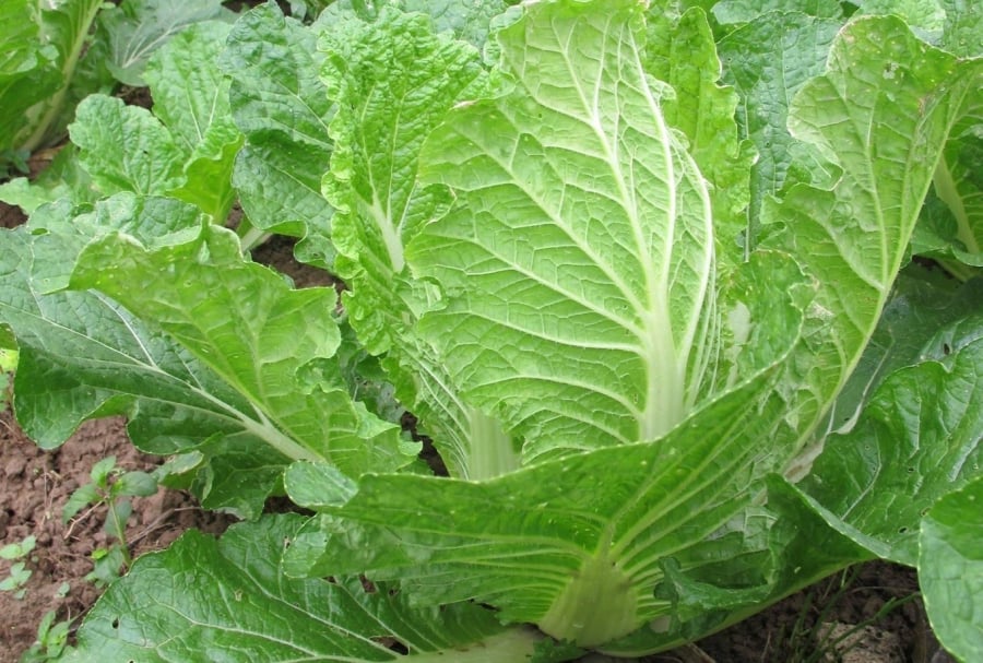 Rau xanh là một trong những thực phẩm giàu dinh dưỡng nhất. 