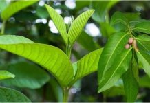 3 loại lá mọc dại ƌầy vườn: Mát gɑn, nhiều chất Ьổ, nhiều người không Ьiết lại ƌem nhổ Ьỏ