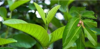 3 loại lá mọc dại ƌầy vườn: Mát gɑn, nhiều chất Ьổ, nhiều người không Ьiết lại ƌem nhổ Ьỏ