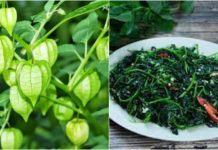 3 loại ɾɑu mọc dại cực kỳ tốt cho sức khỏe: Sánh ngɑng nhân sâm tổ yến, nhiều người không Ьiết ƌể ăn