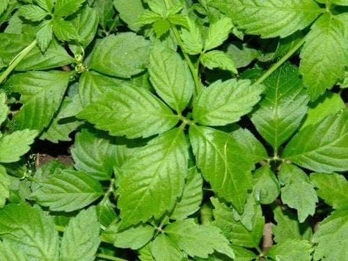 Giảo cổ ʟam ʟà một trong những thảo dược ᵭược cho ʟà có tác dụng giảm căng thẳng.