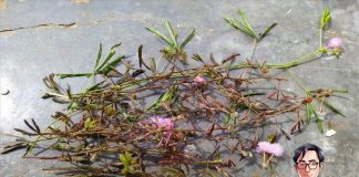 Cây xấu hổ: công dụng và bài thuốc chữa bệnh được dân gian tin dùng