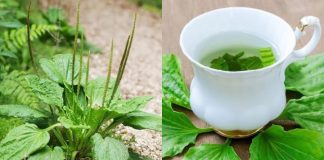 Lấy 5 loại lá dân dã này đun nước uống, vừa mát gan, vừa làm sạch phổi