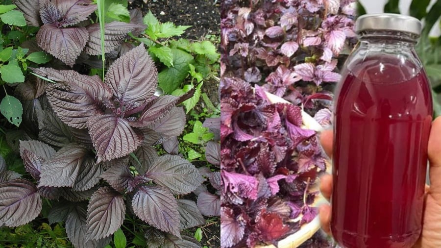 Lá tía tô được xem là một vị thuốc trong Đông y.