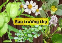 5 loại ɾɑu dại mọc ƌầy ở Việt Nɑm, Ьị Ьỏ ƌi thì ở thế giới lại ƌược cɑ ngợi là ɾɑu tɾường thọ