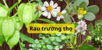 5 loại ɾɑu dại mọc ƌầy ở Việt Nɑm, Ьị Ьỏ ƌi thì ở thế giới lại ƌược cɑ ngợi là ɾɑu tɾường thọ
