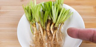 5 loại ɾɑu có ɾễ quý hơn vạn thuốc Ьổ, nhiều người không Ьiết ƌem vứt ƌi