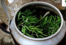 Đun nước lá đinh lăng để uống mỗi ngày có tác dụng gì?