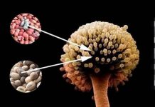 Phát hiện ‘chất gây ung thư cấp ƌộ 1’, WHO kêu gọi: Hãy ngừng ăn càng sớm càng tốt và ƌừng quá Ьất cẩn