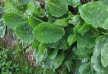 Lưu ngay bài thuốc quý giúp hút đ.ộc tố, cứu sống người bị chó dại, rắn c.ắ.n chỉ trong 1 phút