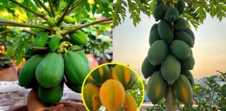 Cách trồng đu đủ trong chậu, quả sai trĩu trịt, vừa to vừa ngọt