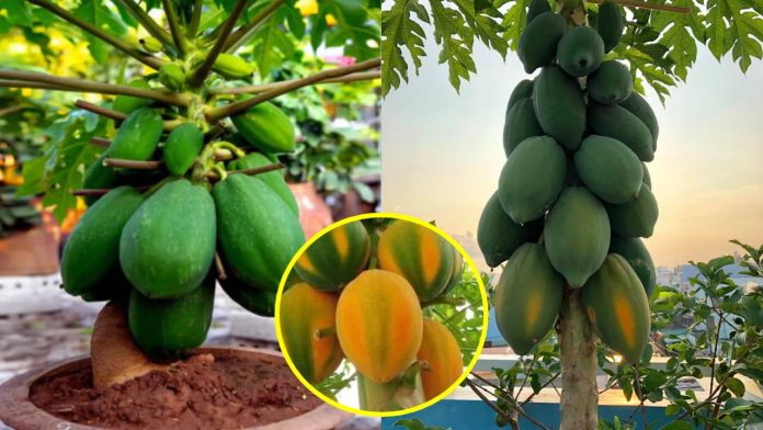 cach-trong-du-du-trong-chau-qua-sai-triu-trit-vua-to-vua-ngot-222658