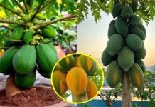 Cách trồng đu đủ trong chậu, quả sai trĩu trịt, vừa to vừa ngọt