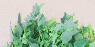 Loại rau dại xưa cho lợn ăn, nay thành đặc sản: Bổ như thuốc quý, có tiền chưa chắc mua được