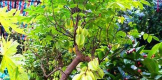 Trong sân mà có 3 cây này thì giữ cho kỹ, chặt đi là mất lộc ngay