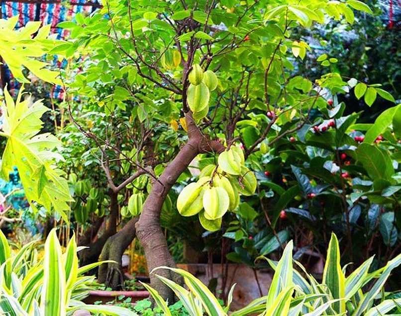 Trong sân mà có 3 cây này thì giữ cho kỹ, chặt đi là mất lộc ngay- Ảnh 3.