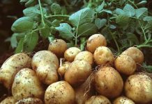 Loại củ bán đầy chợ Việt là “vua của các loại thực vật”, protein tốt ngang thịt, vitamin C gấp 10 lần táo