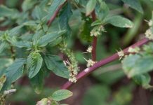 Cây rau dền gai: Cứ tưởng chỉ ăn lá, ai ngờ rễ mới là “mỏ vàng” giúp nông dân đổi đời