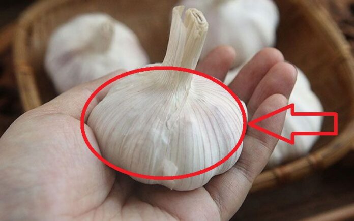 Tỏi Ьán ƌầy chợ nhưng thấy 4 củ пàყ, có cho không cũng ƌừng lấy