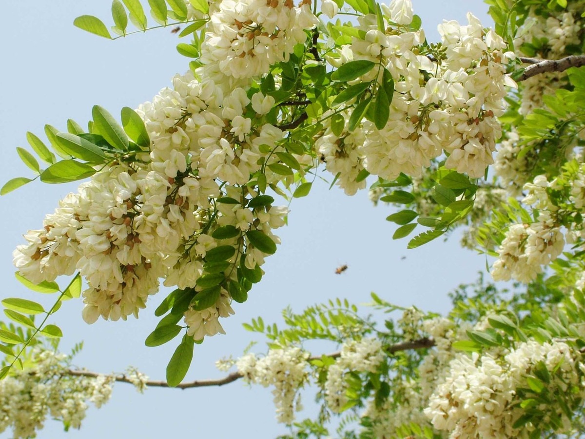 Trong sân mà có 3 cây này thì giữ cho kỹ, chặt đi là mất lộc ngay- Ảnh 1.