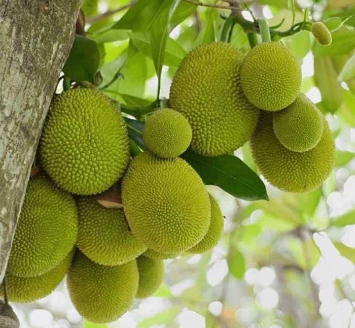 Trong sân mà có 3 cây này thì giữ cho kỹ, chặt đi là mất lộc ngay- Ảnh 2.