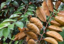 Cách dùng lá vú sữa chữa trào ngược dạ dày theo phương pháp dân gian