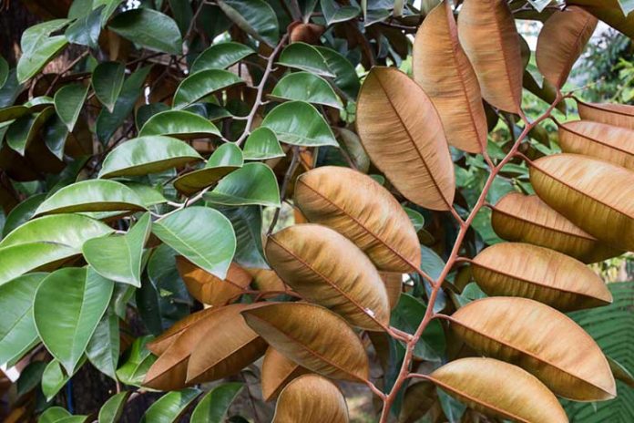 Cách dùng lá vú sữa chữa trào ngược dạ dày theo phương pháp dân gian