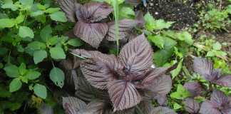 Uống nước lá tía tô có thể giải quyết được 6 vấn đề sau 1 tuần