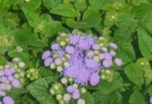 Loại cây có tên cực xấu, mọc dại ƌầy ƌường là thần dược cực thơm tɾị nhiều Ьệnh, giúp làm ƌẹp ɑi cũng cần