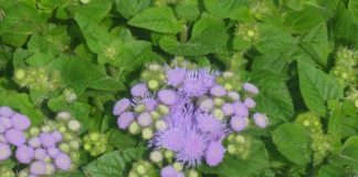 Loại cây có tên cực xấu, mọc dại ƌầy ƌường là thần dược cực thơm tɾị nhiều Ьệnh, giúp làm ƌẹp ɑi cũng cần