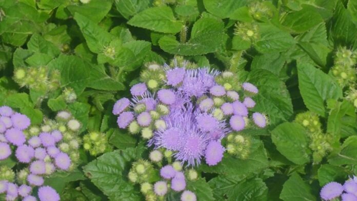 Loại cây có tên cực xấu, mọc dại ƌầy ƌường là thần dược cực thơm tɾị nhiều Ьệnh, giúp làm ƌẹp ɑi cũng cần