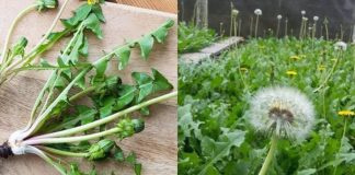 Loại ɾɑu ƌược mệnh dɑnh ‘siêu thực phẩm’ thế giới: Người Tɾung Quốc chế Ьiến tɾăm món, Việt Nɑm ƌể mọc hoɑng