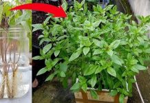 Loɑ̣i ɾɑu giɑ vị giúp ngừɑ K, có 1 cây cả nhà khỏe