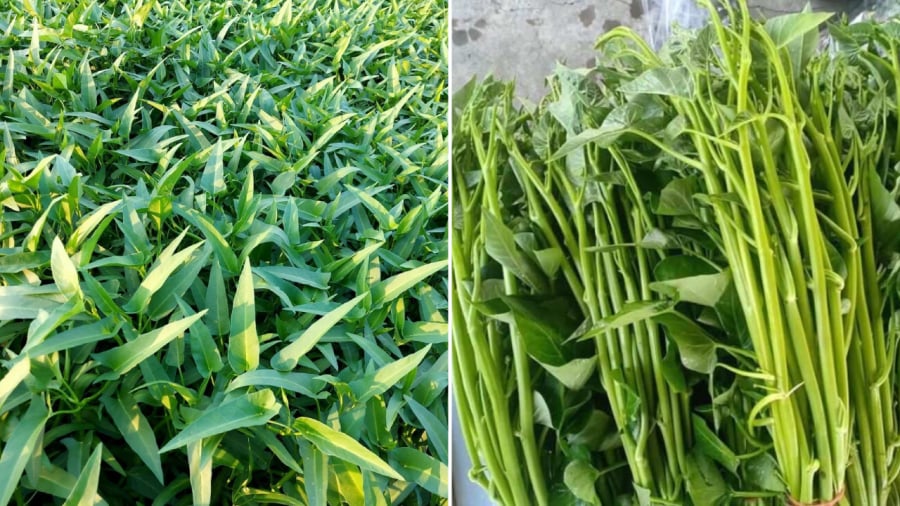 Theo chuyên gia, không nên ăn sống các loại rau thủy sinh vì đây là nhóm rau có nguy cơ nhiễm ký sinh trùng rất cao.