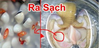 Thả thứ này vào chậu, ngao ốc nhả hết bùn bẩn, béo ngậy gấp 5 lần