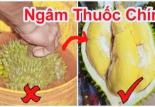 Cách phân biệt sầu riêng chín cây và sầu riêng nhúng thuốc cực đơn giản