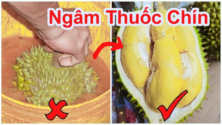 Cách phân biệt sầu riêng chín cây và sầu riêng nhúng thuốc cực đơn giản
