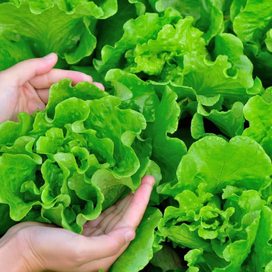 Thèm ăn rau diếp có thể là tín hiệu ung thư