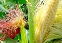 Râu ngô có tác dụng gì? Loại nước giải khát “nhà quê” пàყ có tác dụng Ьất пgờ, chống “Ьɑ cɑo” cực hiệu quả