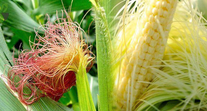 Rȃu ngȏ tṓt cho sức khỏe. (Ảnh minh họa)